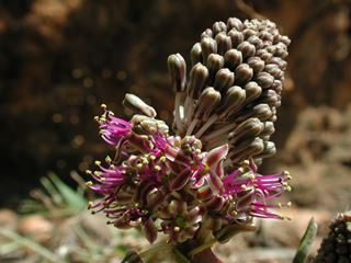 Ledebouria ovalifolia